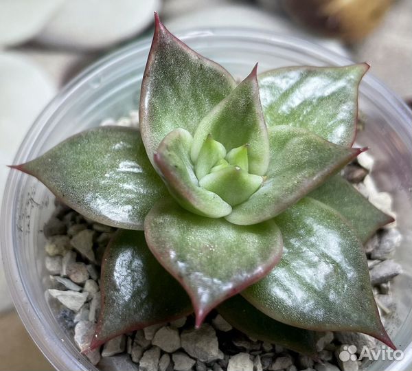 Суккуленты