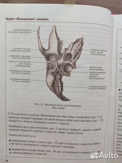 Атлас анатомия человека (С.С.Левкин)