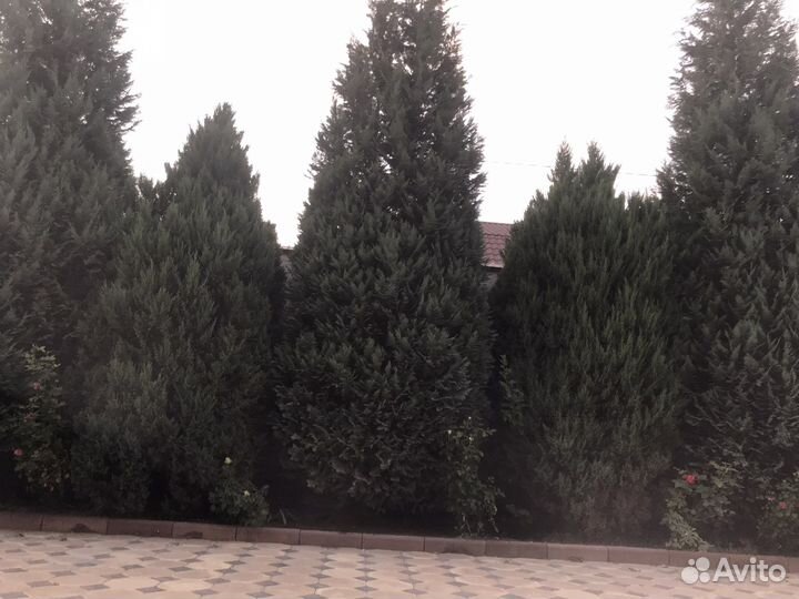 Можжевельник