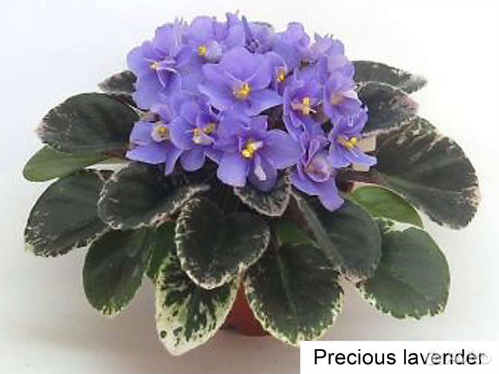 Фиалки сортовые