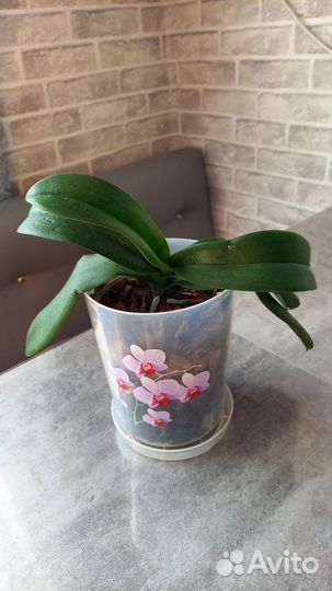 Орхидея Принцесса