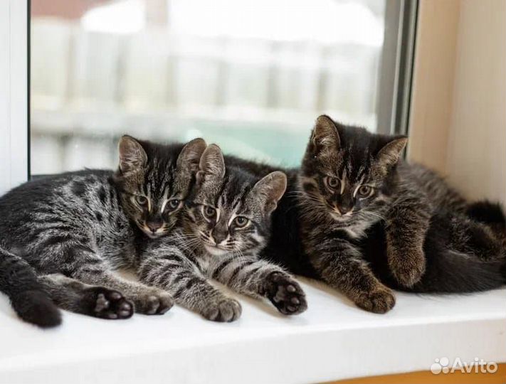 Amurcat Амуркэт Эксклюзивные котята гибрид ф1