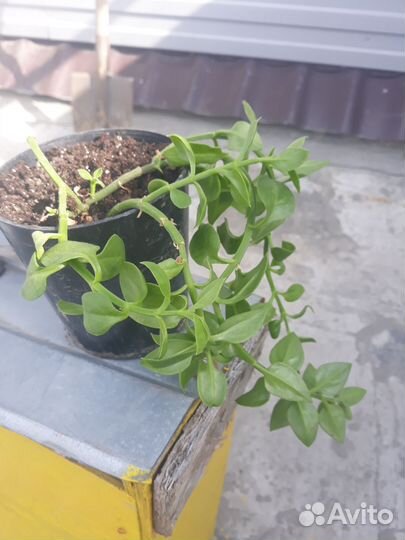 Цветы домашние в горшках