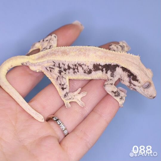 Реснитчатый бананоед lilly white drippy