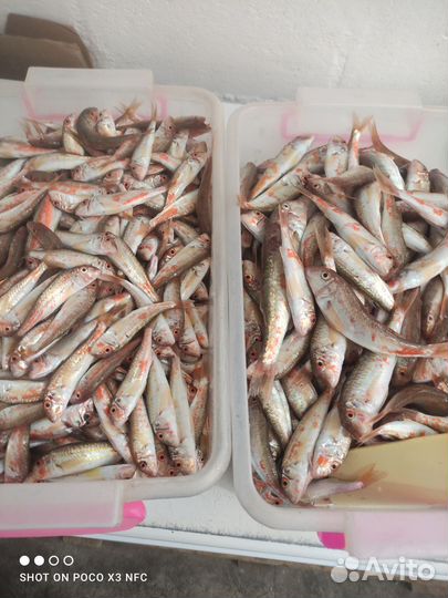 Свежая и свежемороженая Барабуля