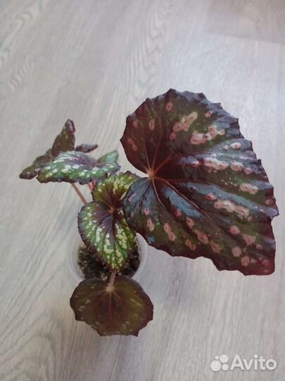 Бегония декоративно лиственная
