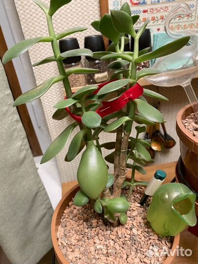 Денежное дерево толстянка крассула