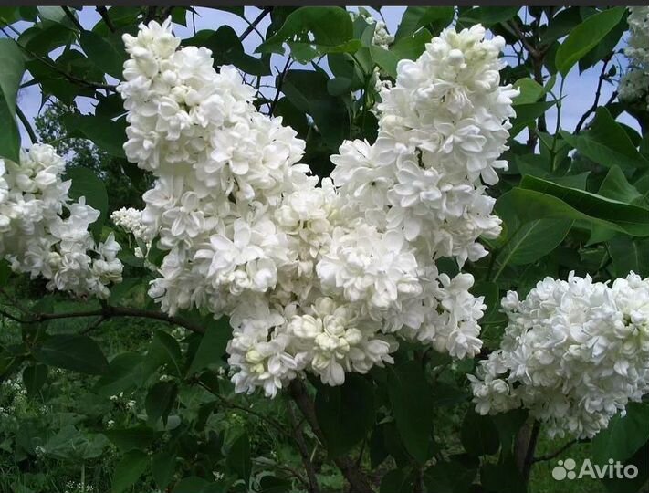 Сирень махровая,Сентябринки,Ромашка голубая,Хоста