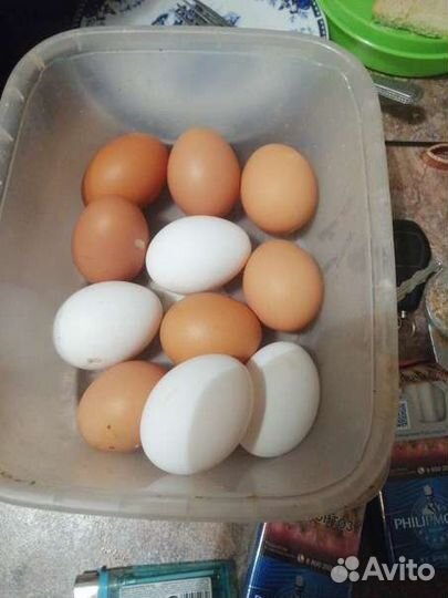 Домашние куриные яйца
