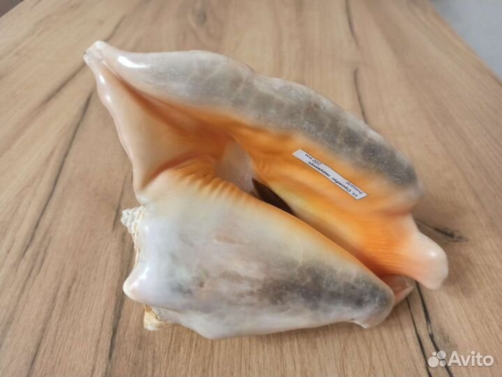 Морская раковина