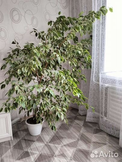 Фикус бенджамина большой