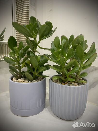 Денежное дерево толстянка