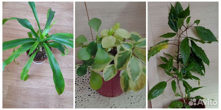 Комнатные растения цветы