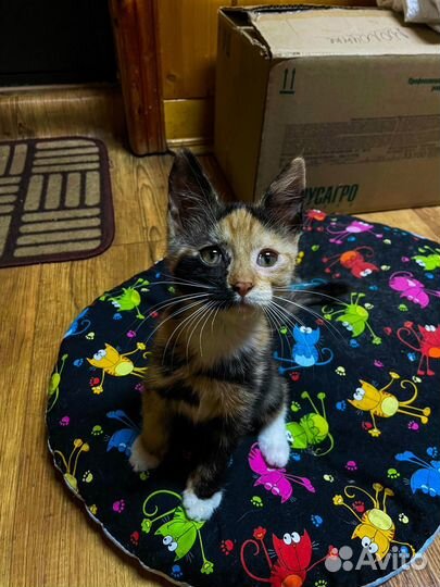 Кошка в добрые руки