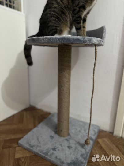 Когтеточка