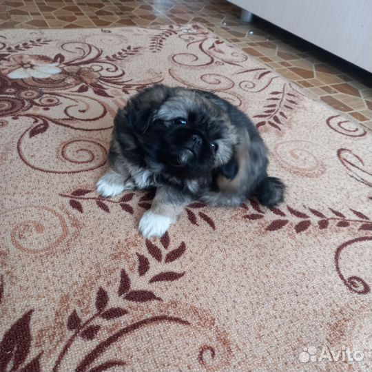 Собаки щенки