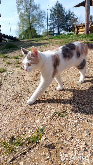 Кошка ищет дом