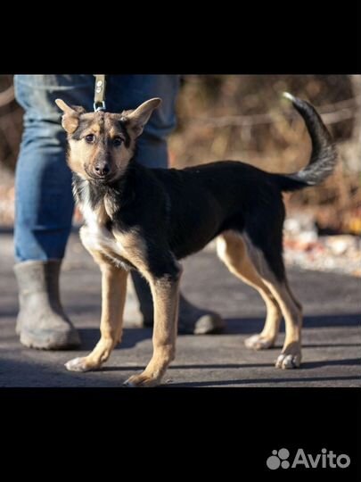 Собака в добрые руки