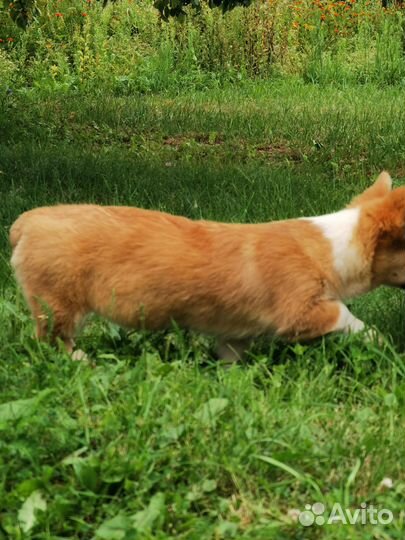 Щенки Корги Пемброк Девочка