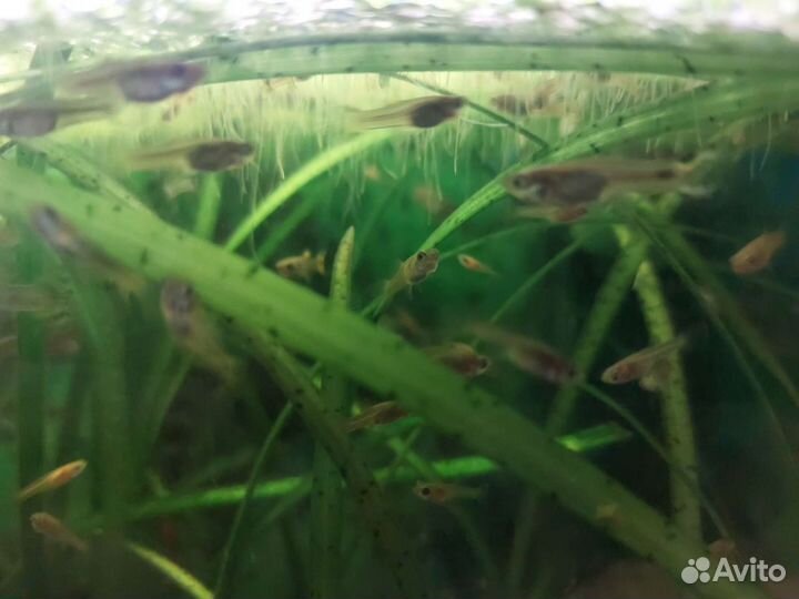 Аквариумные рыбки гуппи и пецилии. Креветки