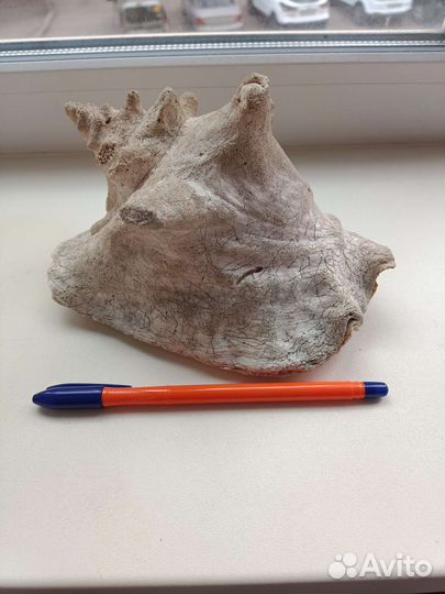 Морские ракушки раковины