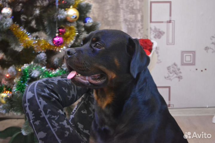 Ротвейлер для вязки