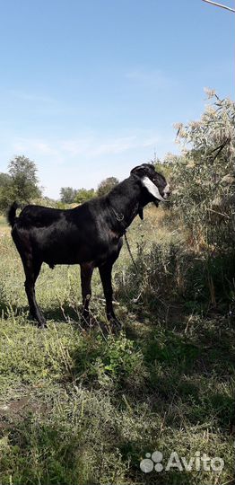 Сельхоз животные