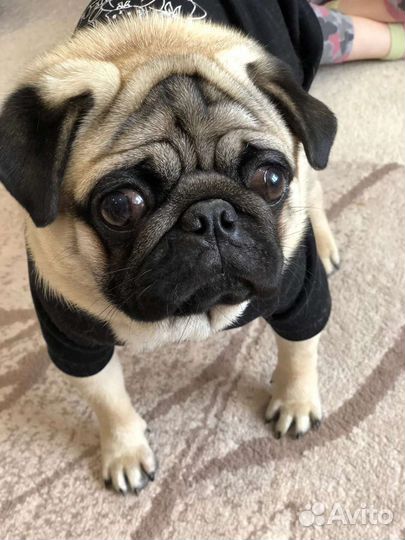 Мопс вязка мальчик
