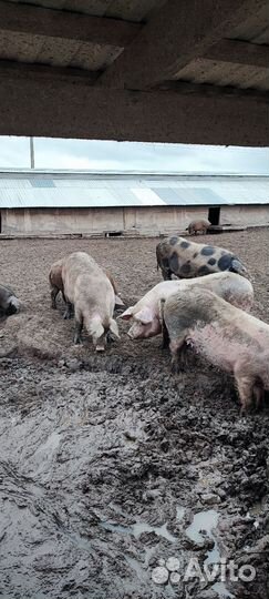 Белая русская свиноматка