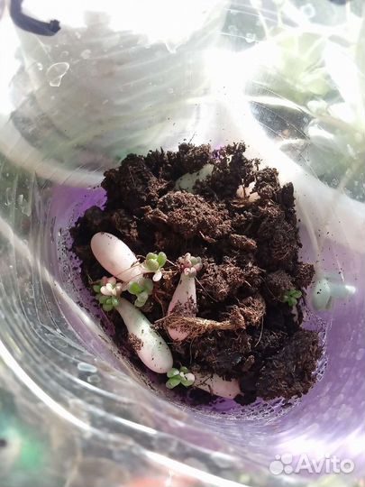 Компания из комнатных растений