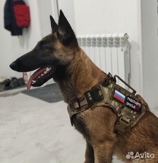 Собака малинуа