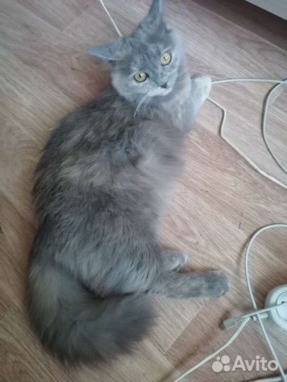 Кошка в дар