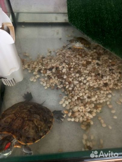 Красноухие черепахи с Аквариумом