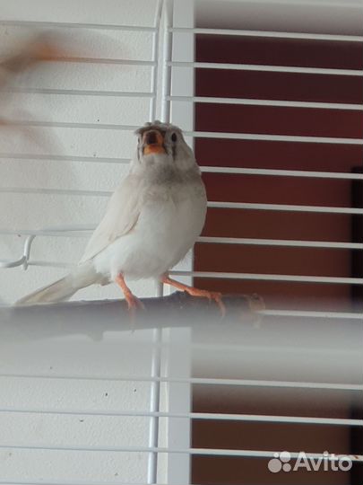 Зебровые амадины