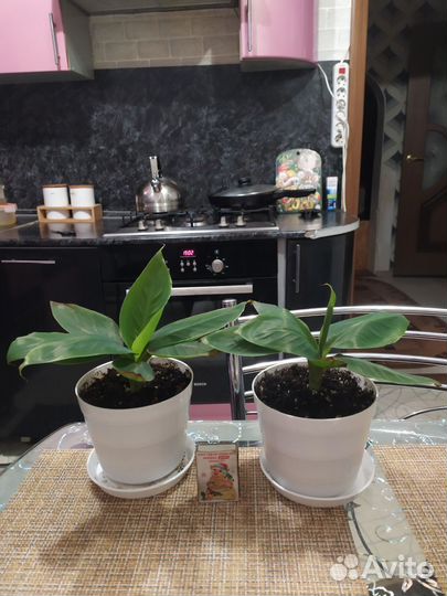 Банан карликовый Кавендиш