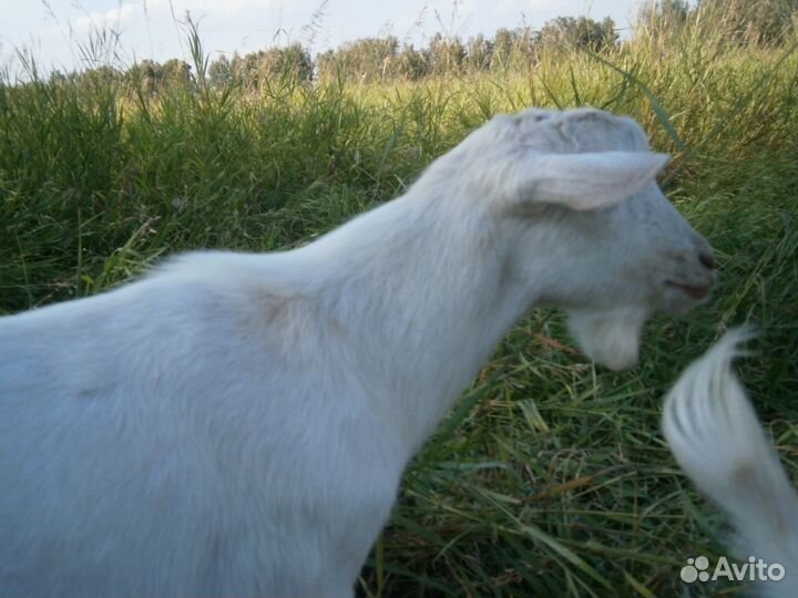 Козлики и козочки на племя