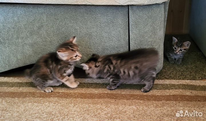 Маленькие рыси