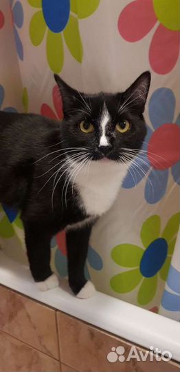 Бобтейл кошка девочка привита стерилизована 7мес
