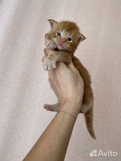 Котята мейн-кун рыжие и не только