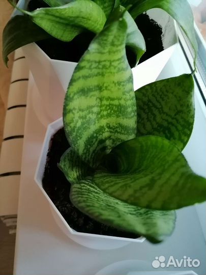 Сансевиерия ханни