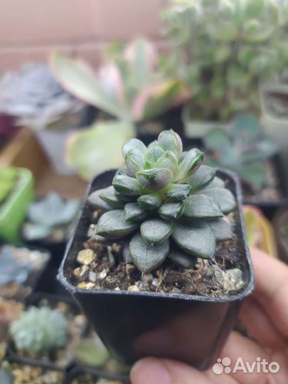 Суккуленты