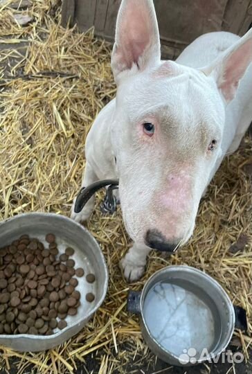 Бультертеры в добрые руки