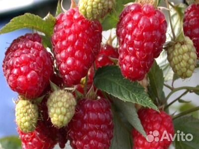 Малина традиционная и ремонтантная