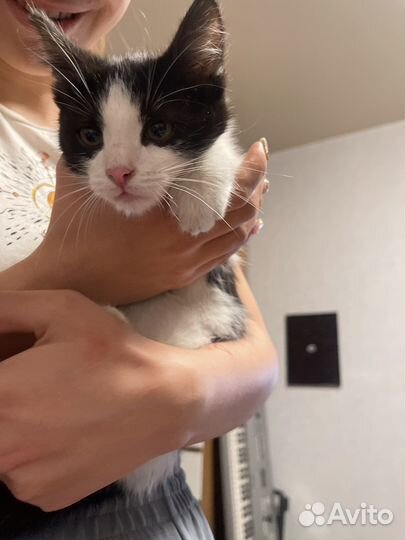 Котенок Феликс