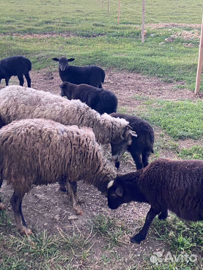 Овцы бараны ягнята
