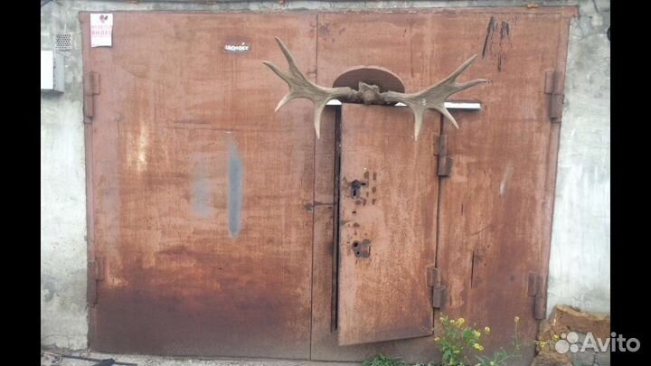 Рога (не свои) трофейные