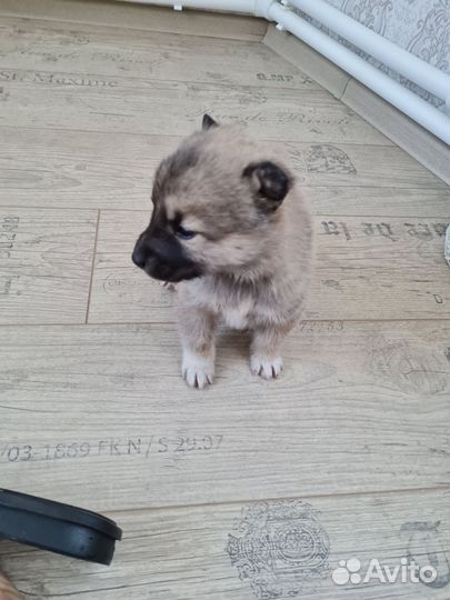 Отдам щенков в добрые руки. Мать и отец на фото