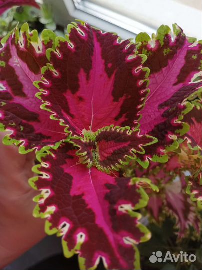 Колеус 12 сортов