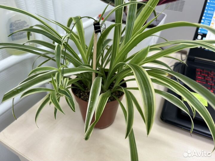 Хлорофитум хохлатый