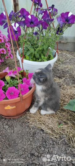 Котята в добрые руки бесплатно